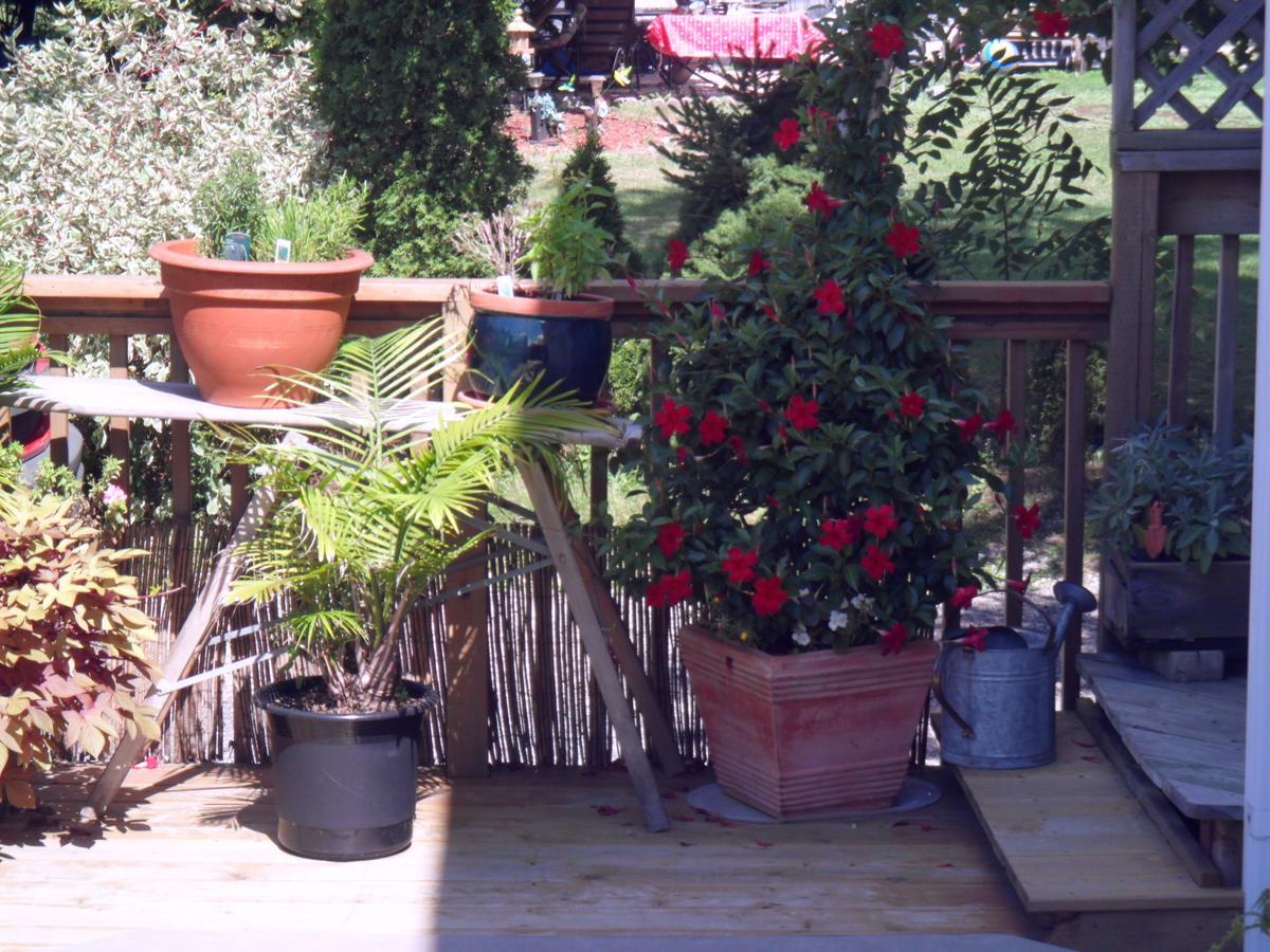Homestead House B&B Hamilton Zewnętrze zdjęcie